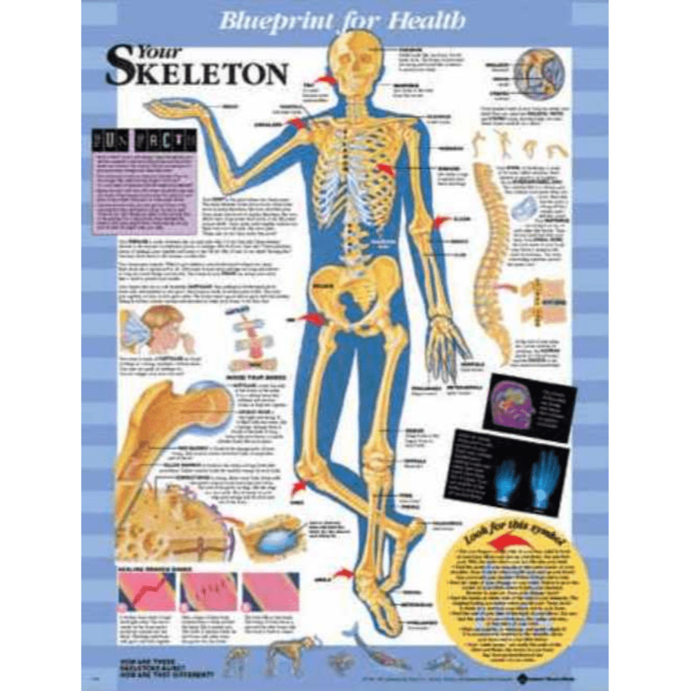 Blueprint for Health Your Skeleton Chart