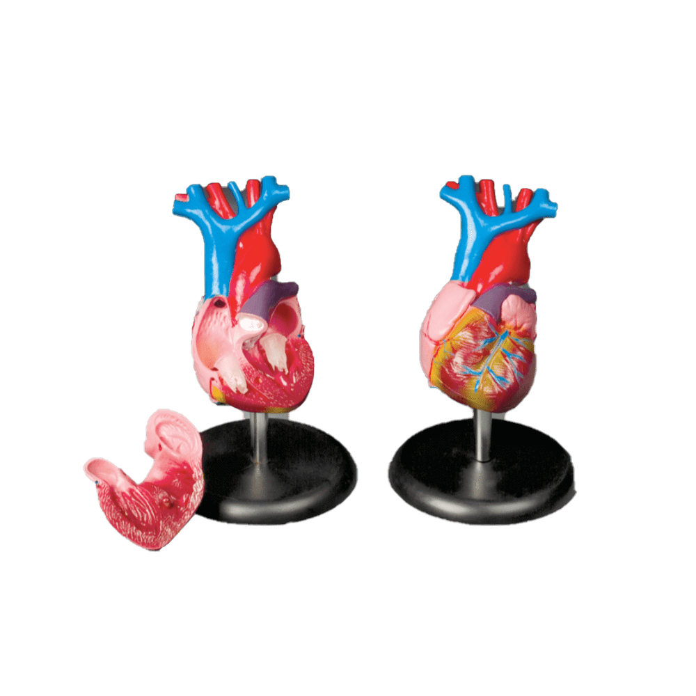 Budget Life size Heart Model