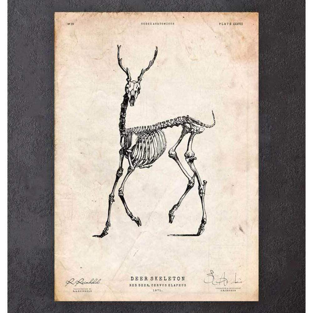 Deer Skeleton Print II