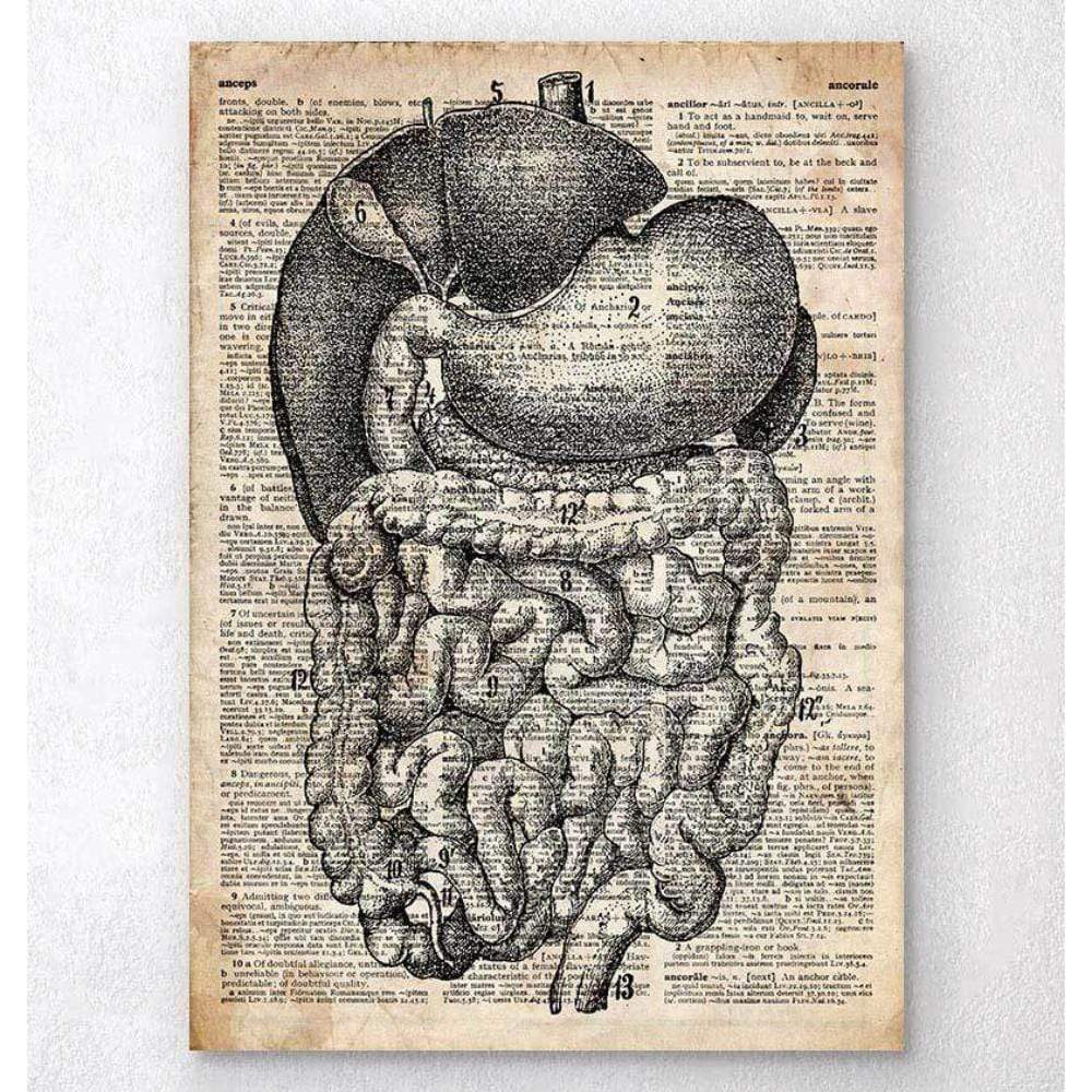 DigestIVe System Anatomy Old Dictionary Page