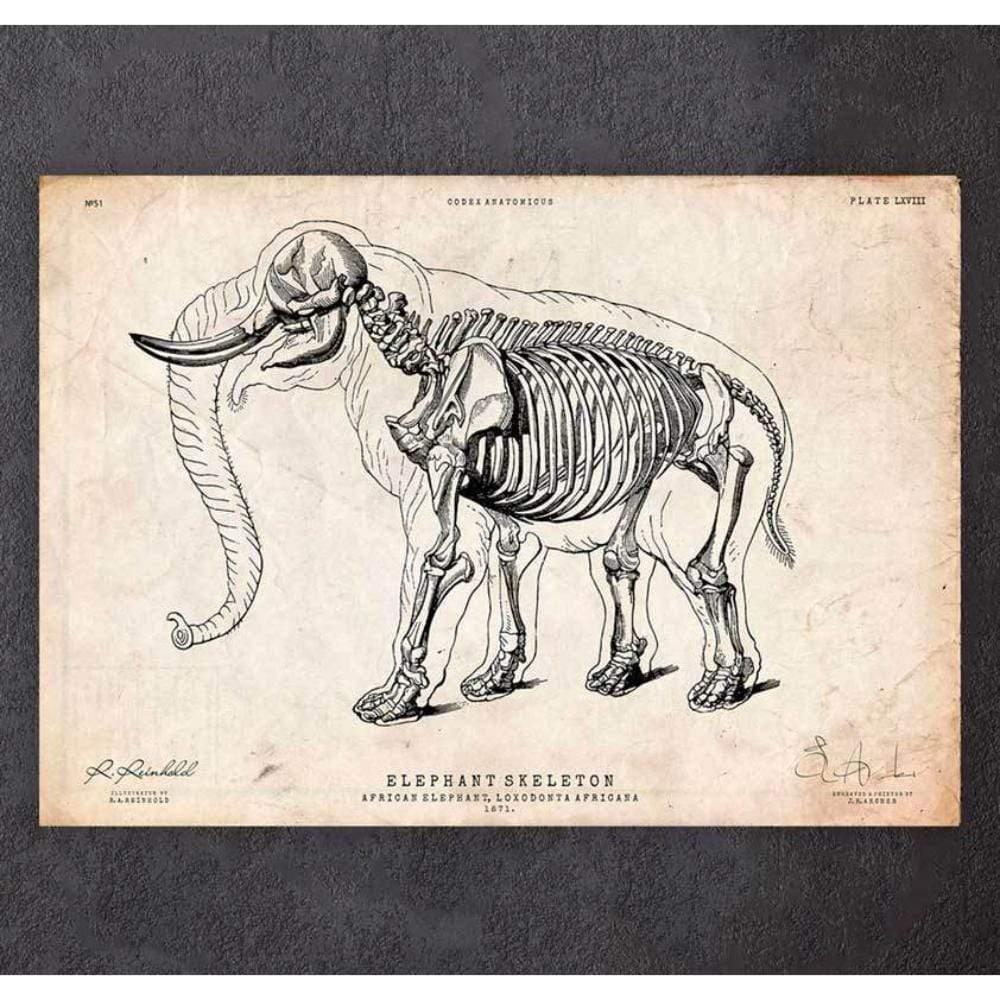 Elephant Anatomy Print