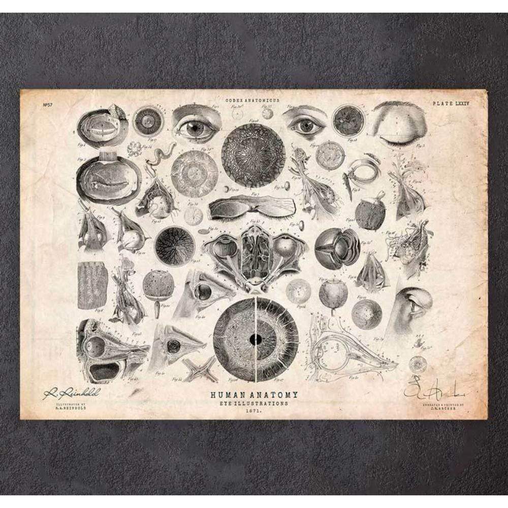 Eye Anatomy Print II