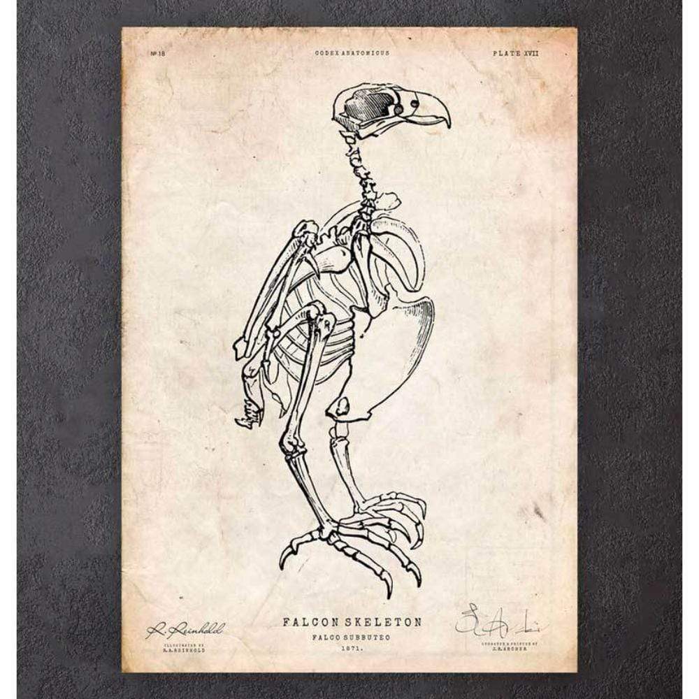 Falcon Skeleton Print