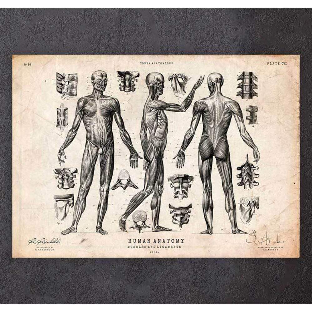 Full Body Human Anatomy Print VII