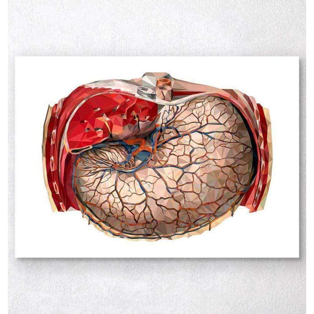 Geometric Stomach Anatomy