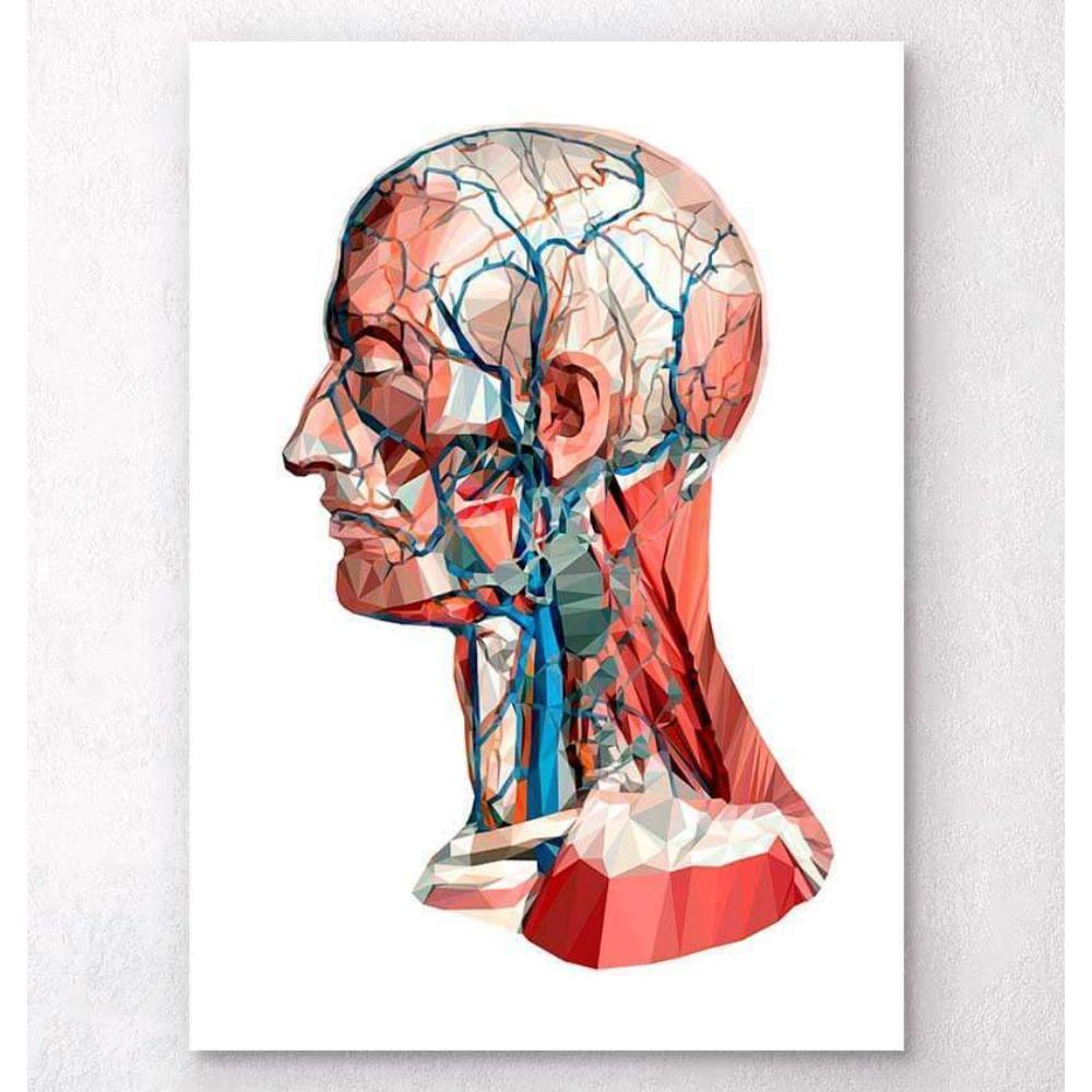 Geometrical Head Anatomy I