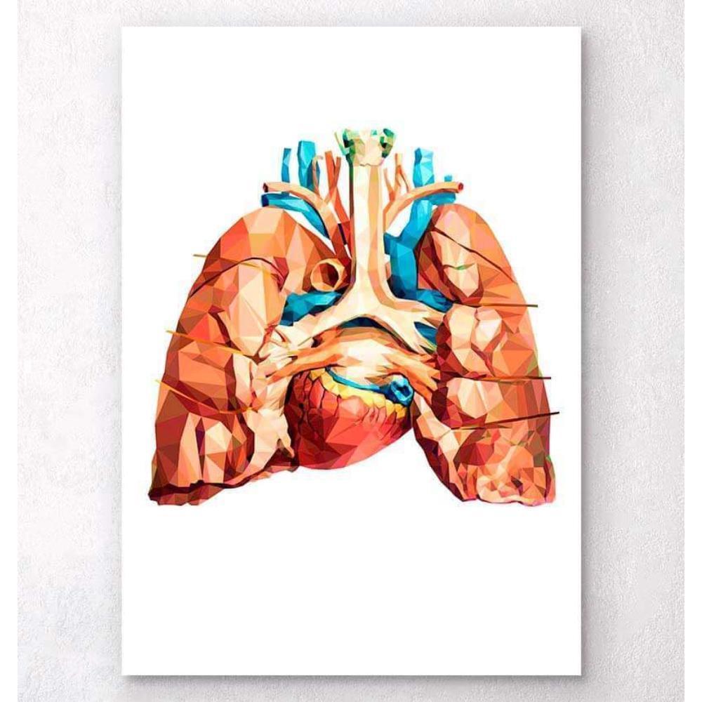 Heart And Lungs Anatomy