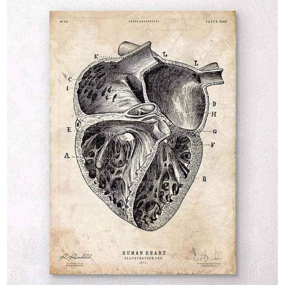 Heart Section Art Print II