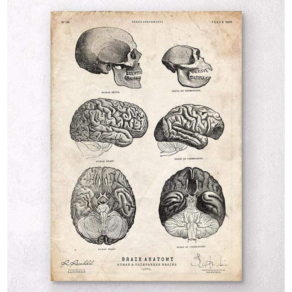 Human And Chimpanzee Brain Anatomy