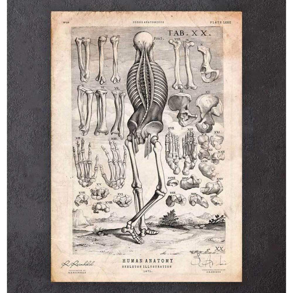 Human Skeleton Print III