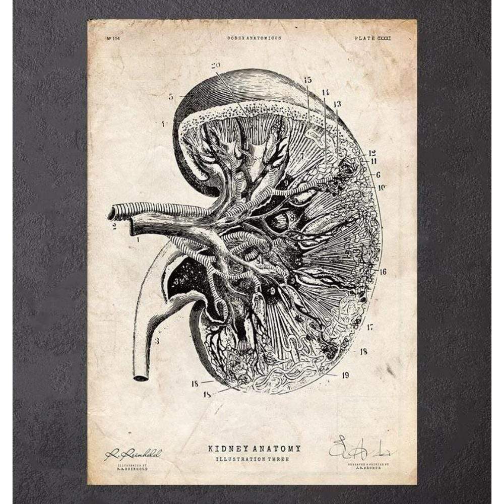 Kidney Anatomy III