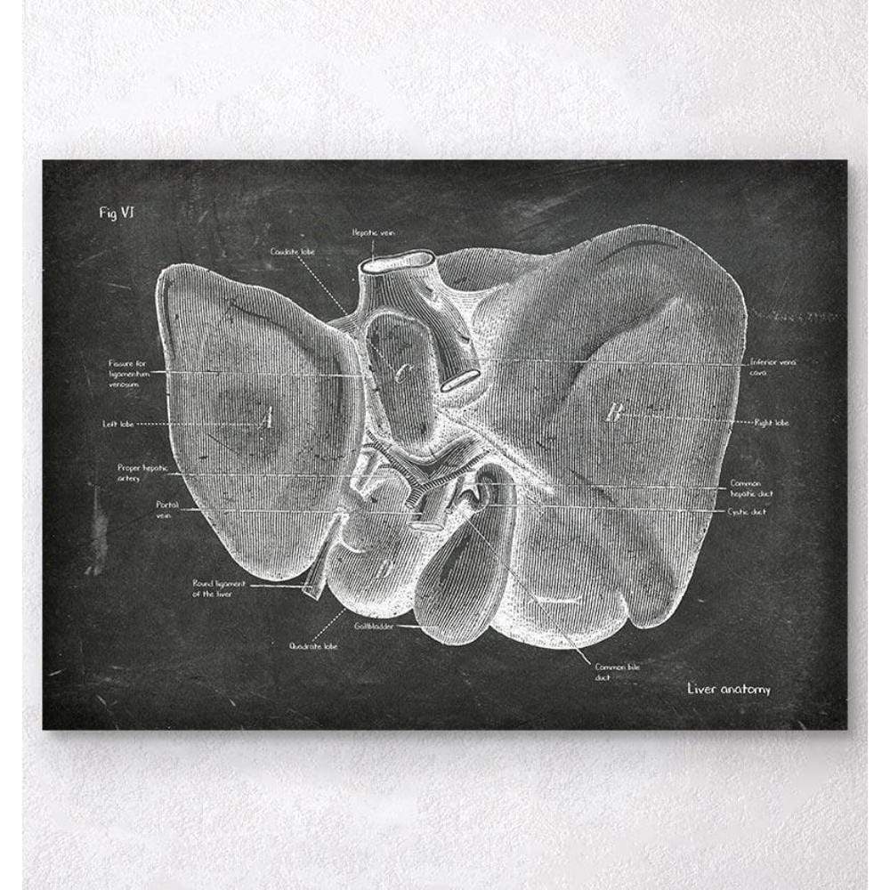 Liver Anatomy Chalkboard
