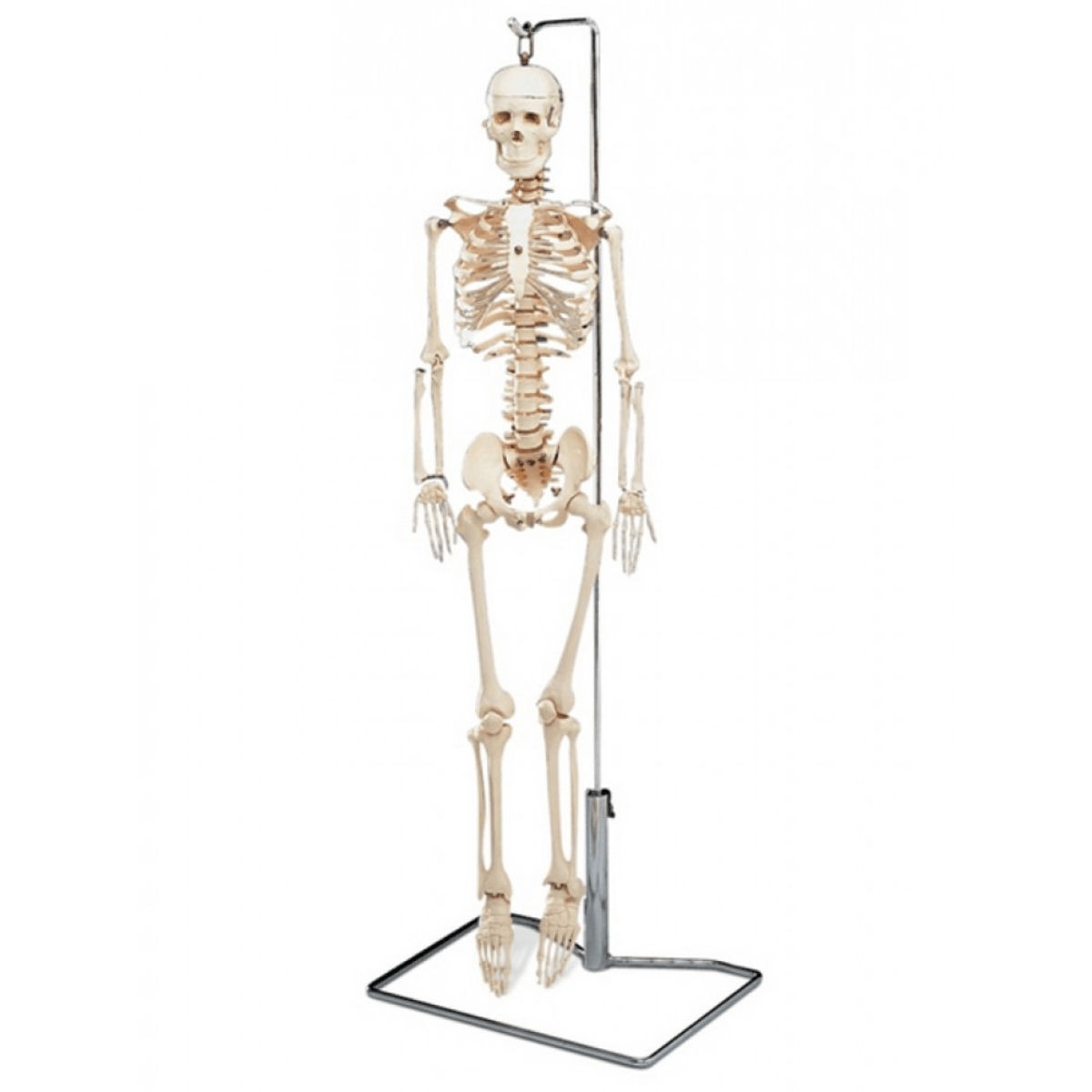 Mr. Thrifty Skeleton