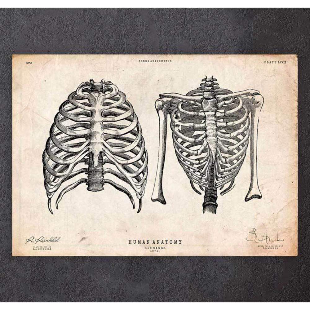 Rib Cage Print II