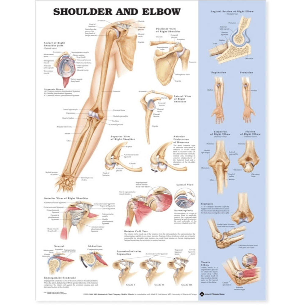 Shoulder and Elbow Anatomical Chart