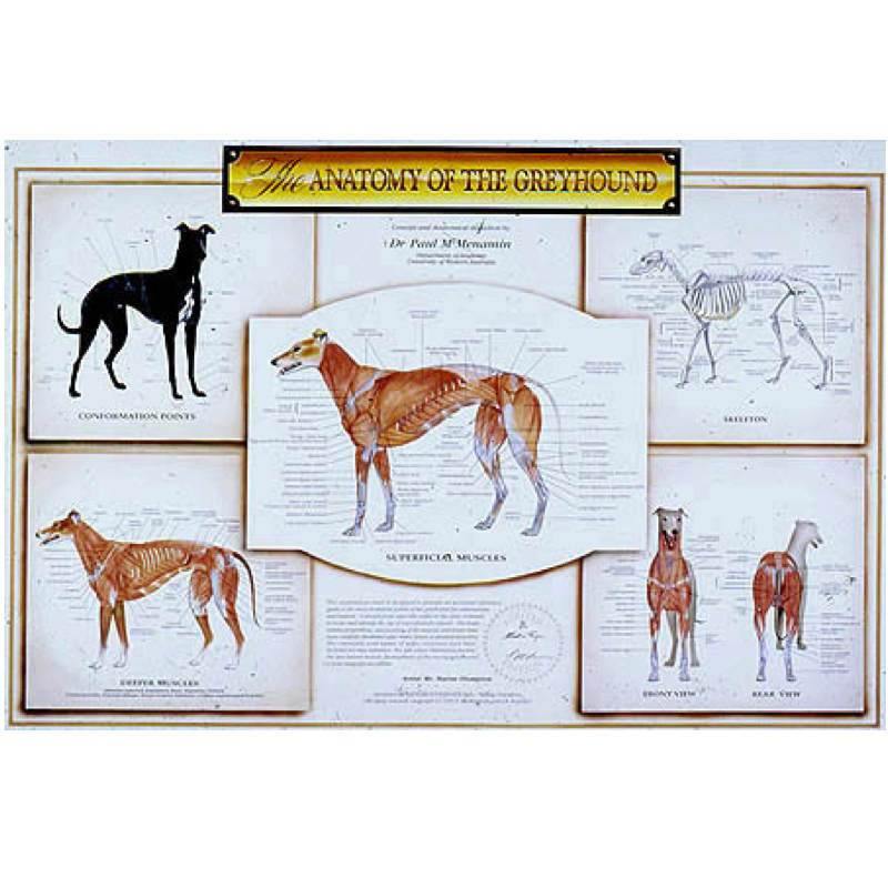 Greyhound Dog Canine Anatomy Chart Poster Australia