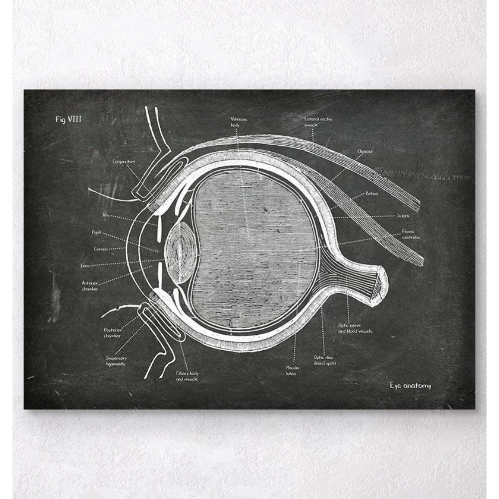 Eye Anatomy Chalkboard