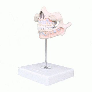 Anatomical Model Deciduous Teeth/Milk Teeth