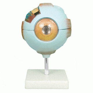 Anatomical Model Giant Eye
