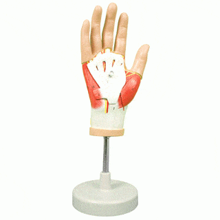 Anatomical Model Muscles of the Hand 4 Parts