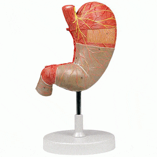 Anatomical Model Stomach, 1.5 x Life Size, 2 parts