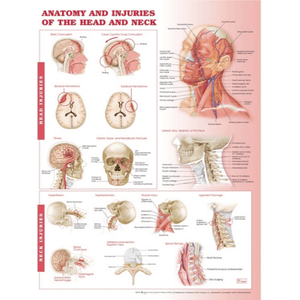 Anatomy and Injuries of the Head and Neck Anatomical Chart