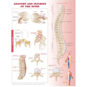 Anatomical Chart Company Anatomical Charts Anatomy and Injuries of the Spine