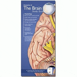 Anatomy of Brain Study Guide