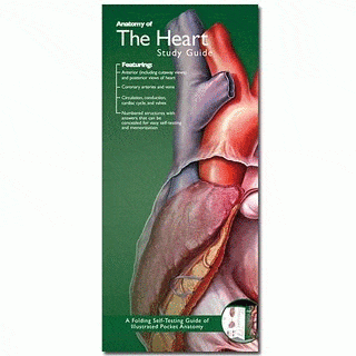 Anatomy of Heart Study Guide
