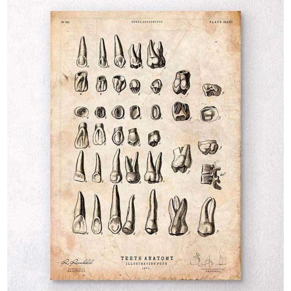 Antique Teeth Chart Print