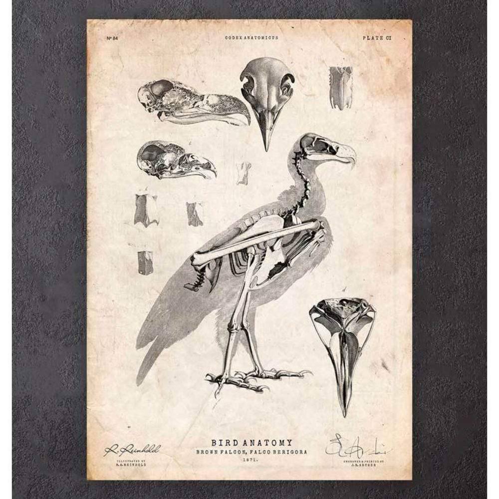 Bird Anatomy Falcon