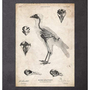 Bird Anatomy I