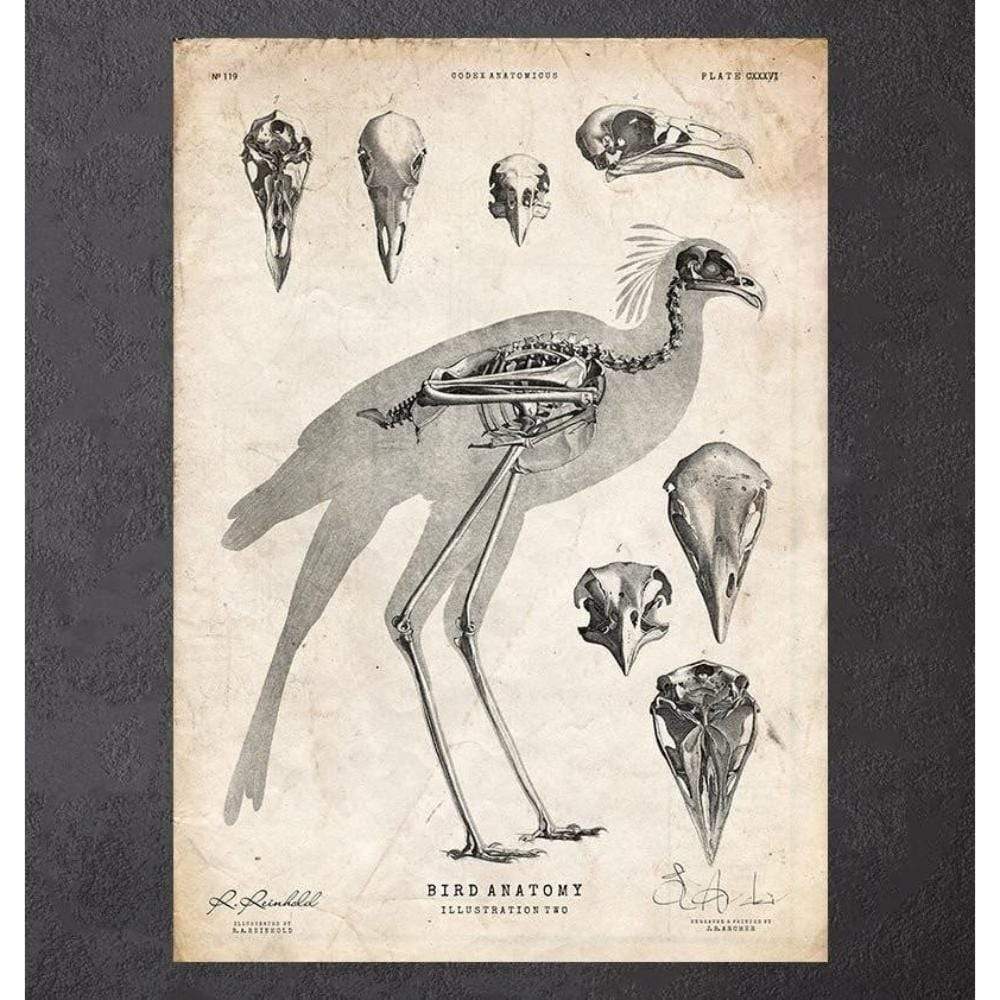 Bird Anatomy Ii Vet Equip Australia