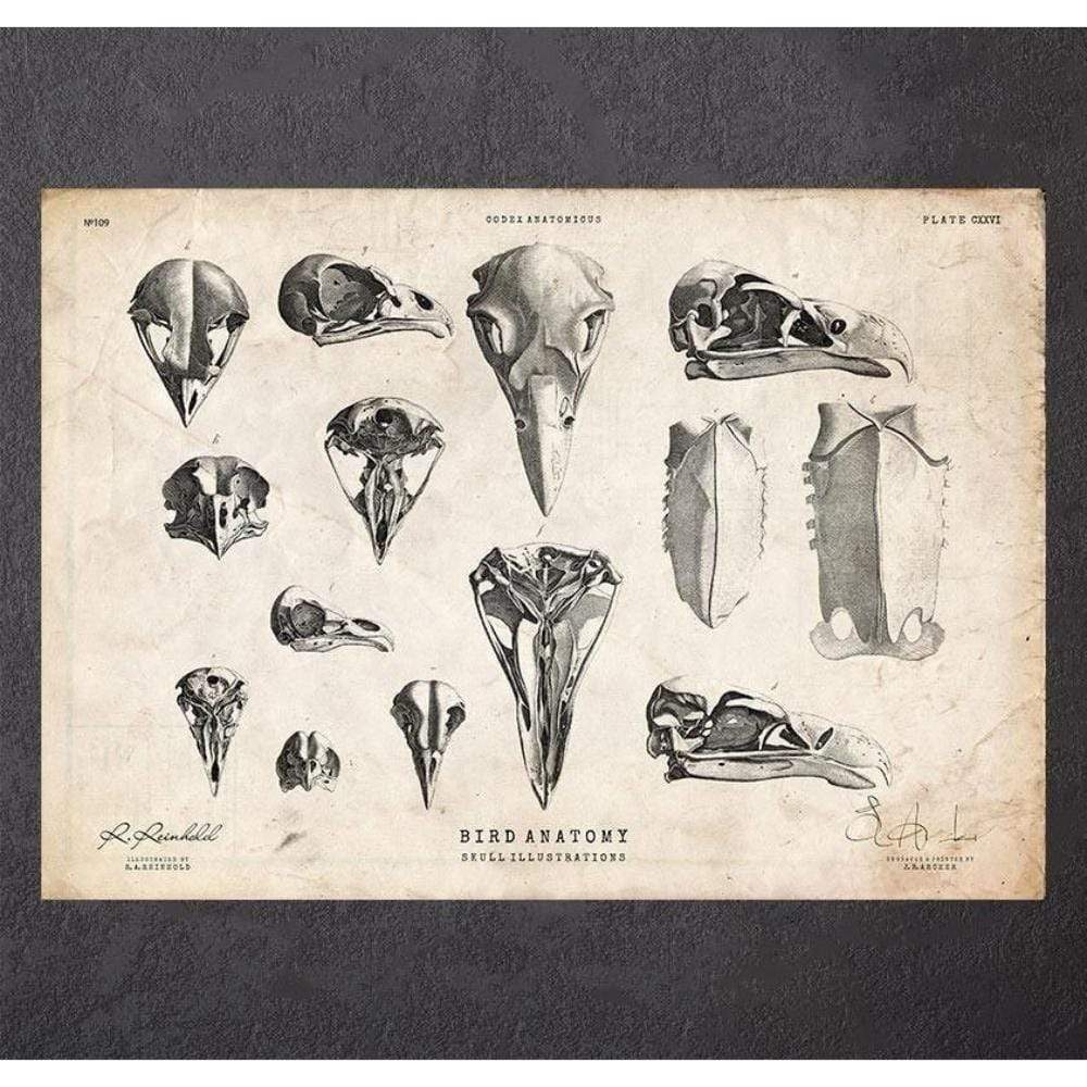 Bird Skulls Art Print
