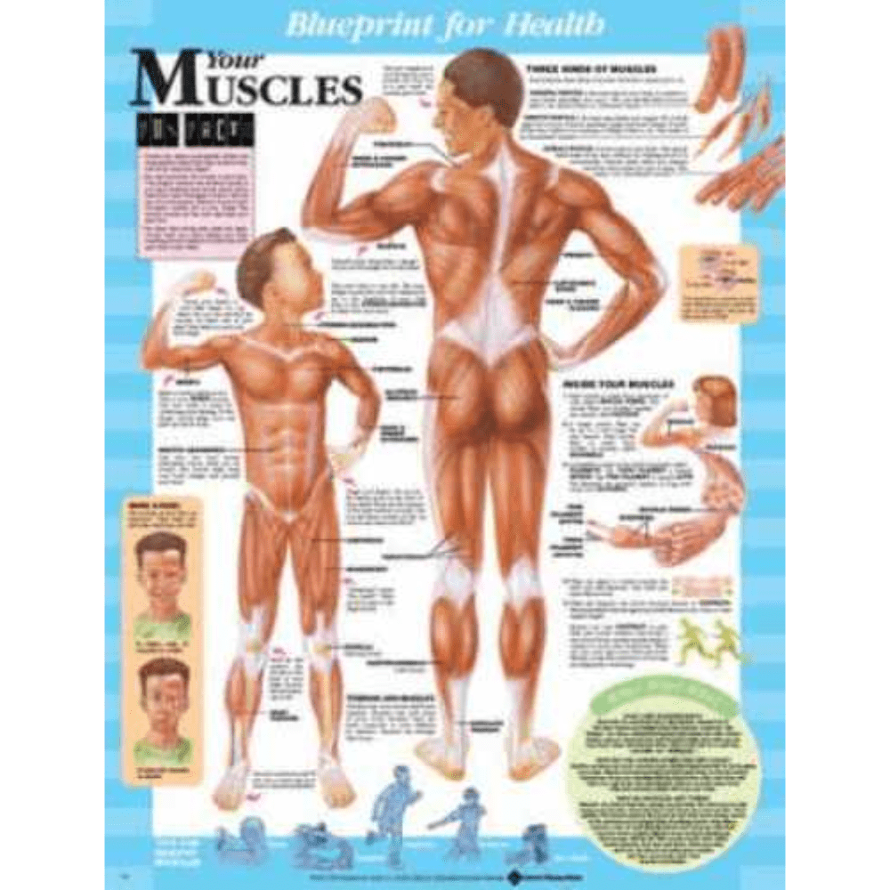 Blueprint for Health Your Muscles Chart