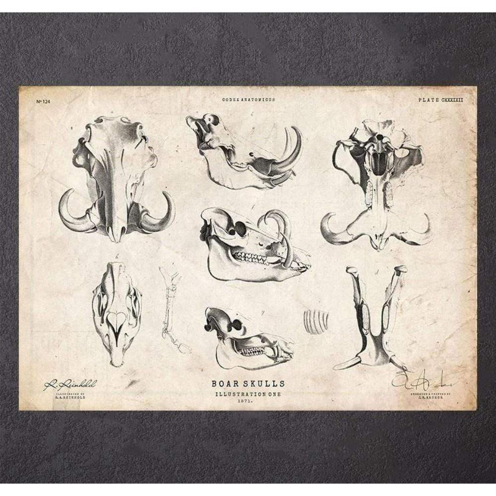 Boar Anatomy
