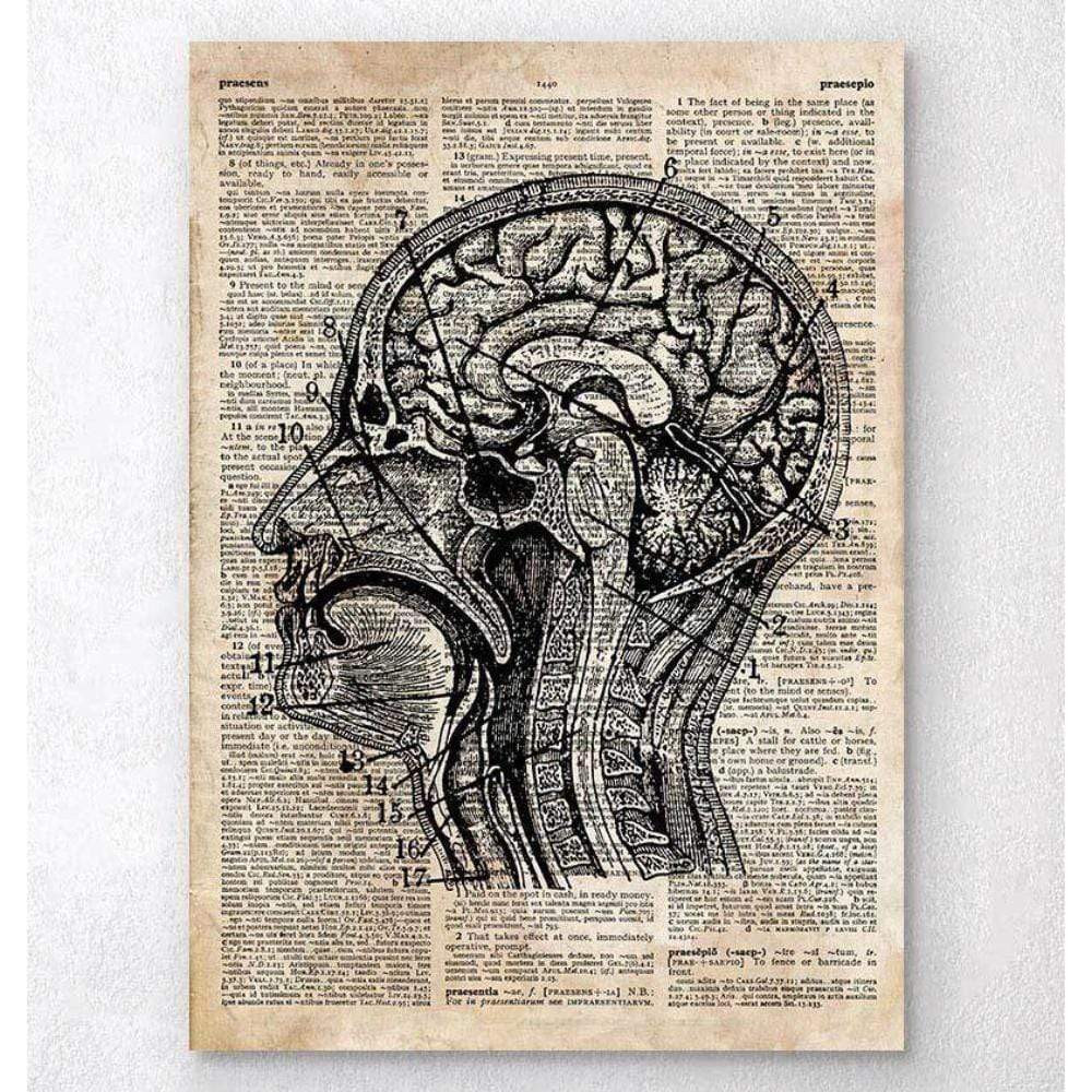 Brain Anatomy Art I Old Dictionary Page
