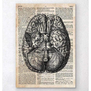 Brain Anatomy Art II Old Dictionary Page
