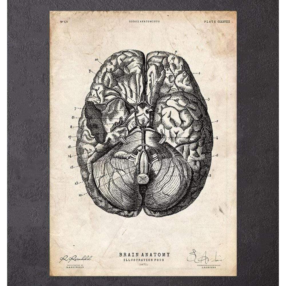 Brain Anatomy Print Vi