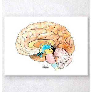 Brain Anatomy Watercolor