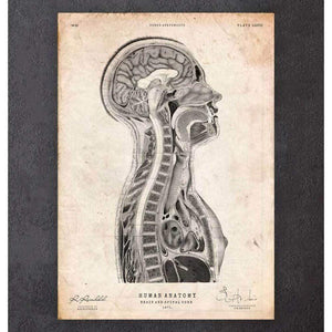 Brain And Spinal Cord Anatomy Print