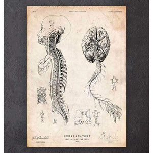 Brain And Spinal Cord Anatomy Print III