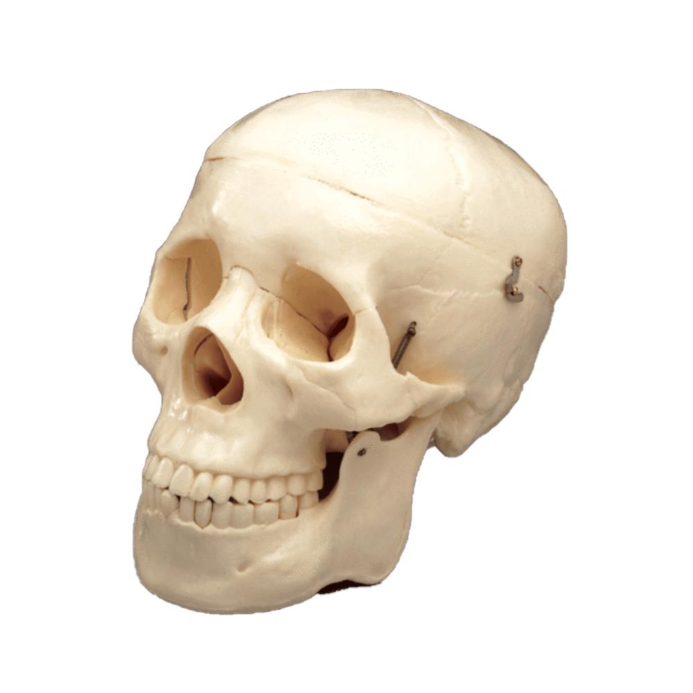 Budget Life Size Skull