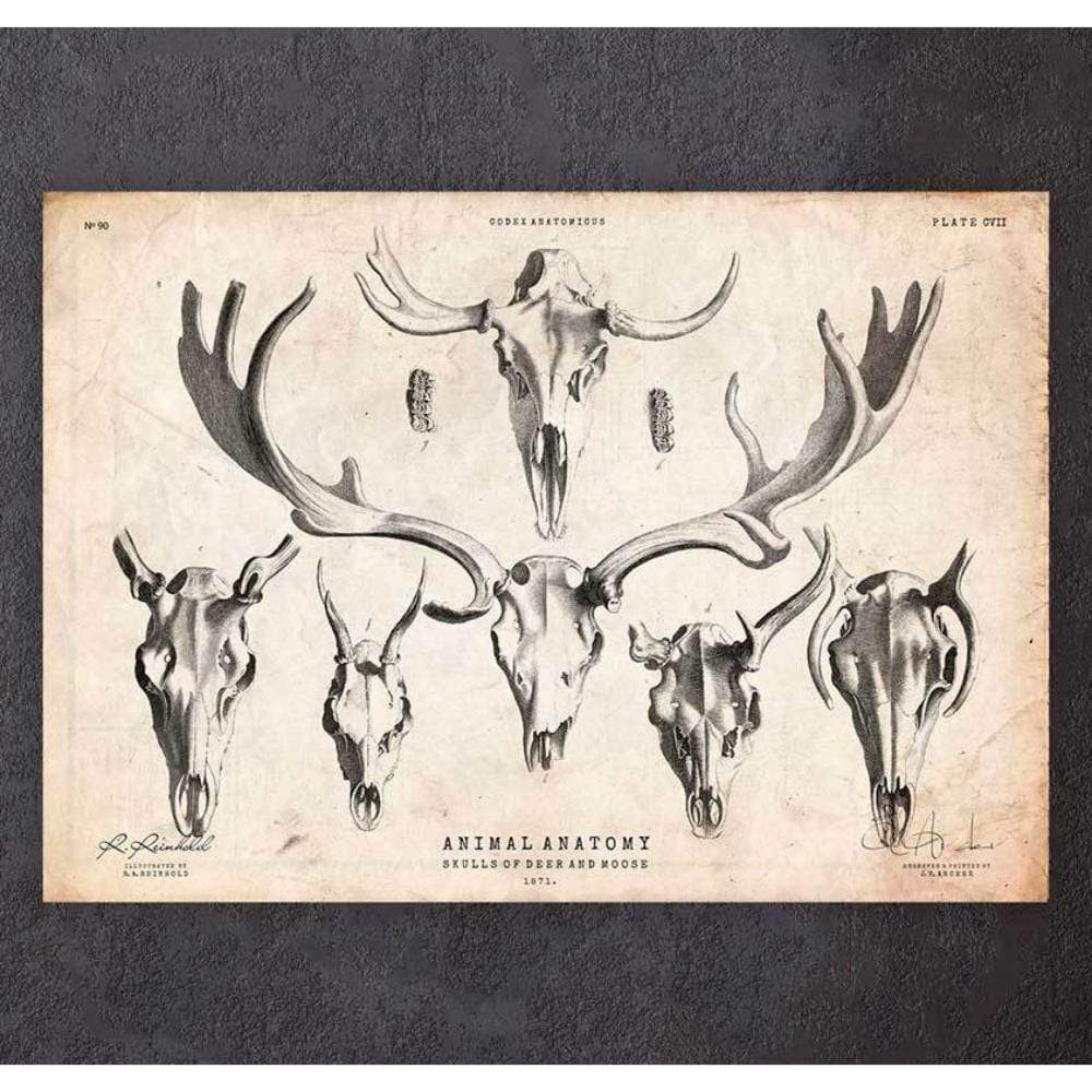 Deer And Moose Skull Print