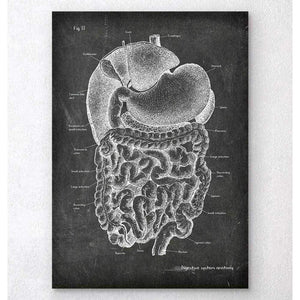 DigestIVe System Anatomy Art Chalkboard