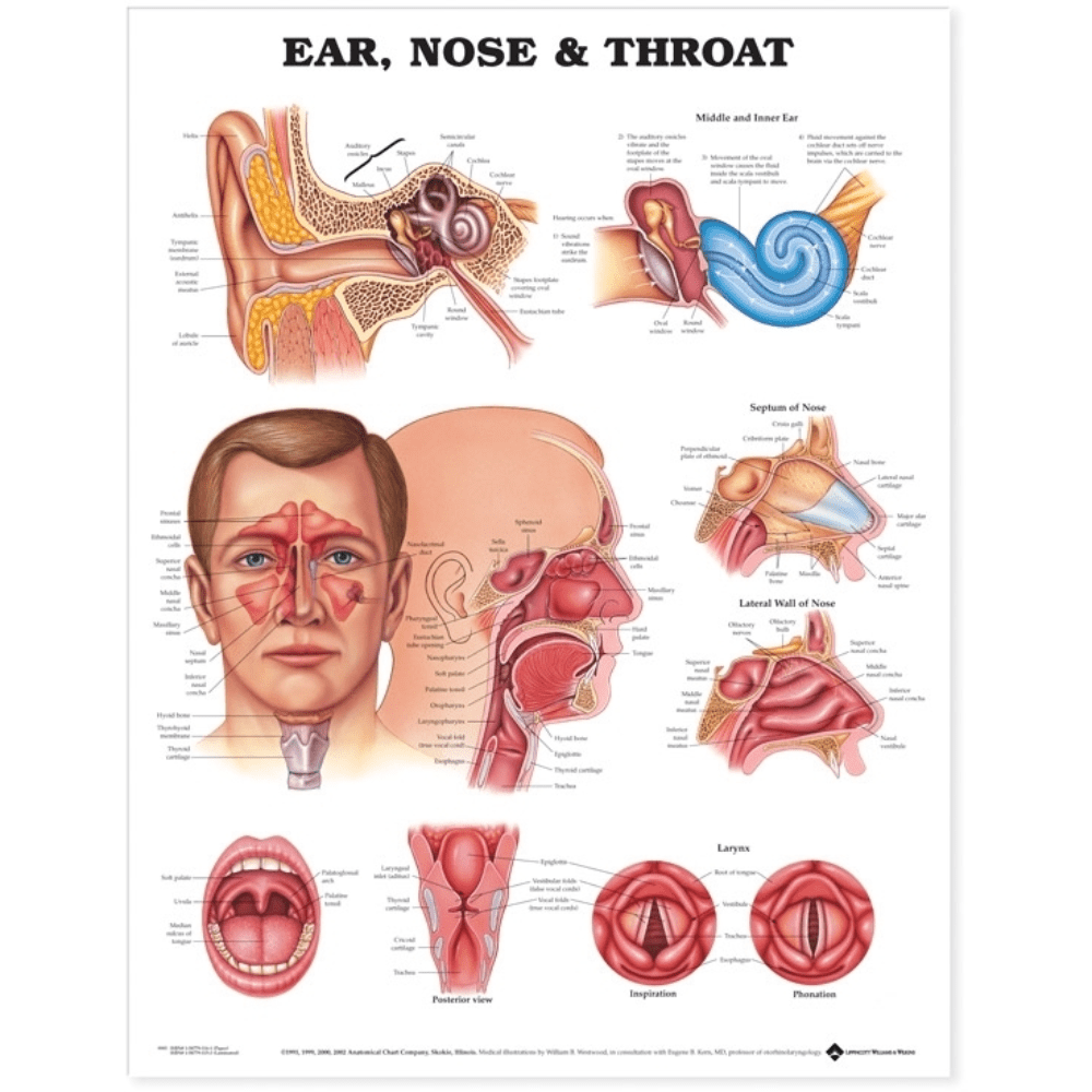Anatomical Chart Company Anatomical Charts Ear  Nose and Throat Anatomical Chart