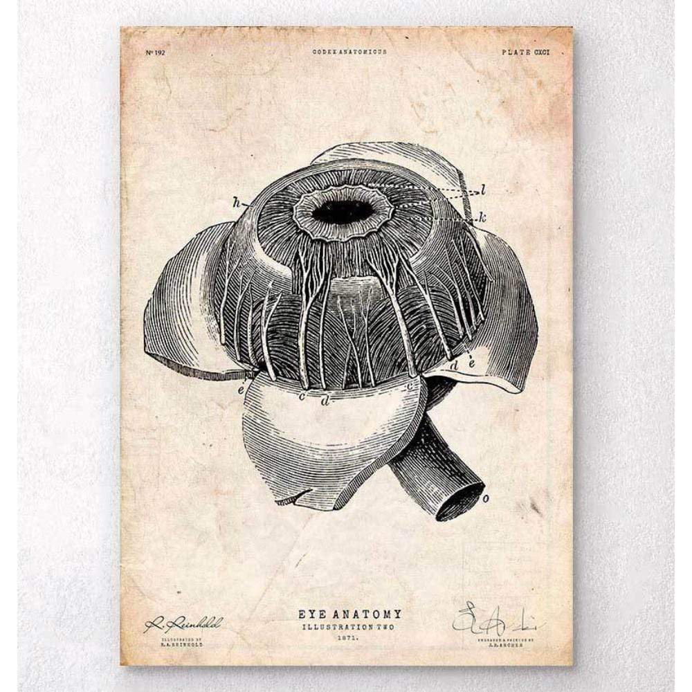Eye Anatomy Poster