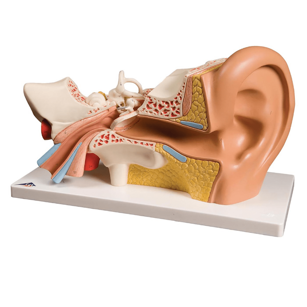 Four Part Ear Model