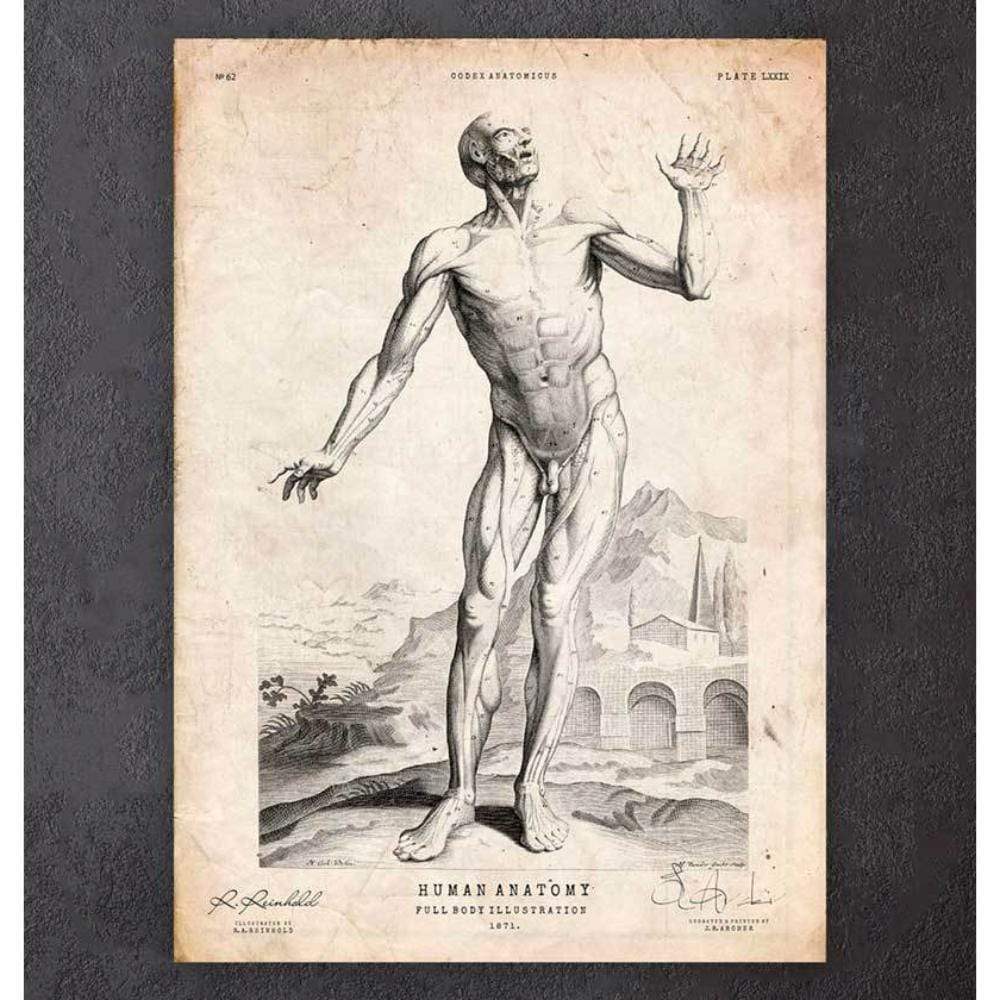 Full Body Human Anatomy Print V