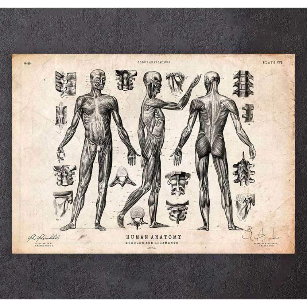 Full Body Human Anatomy Print VII